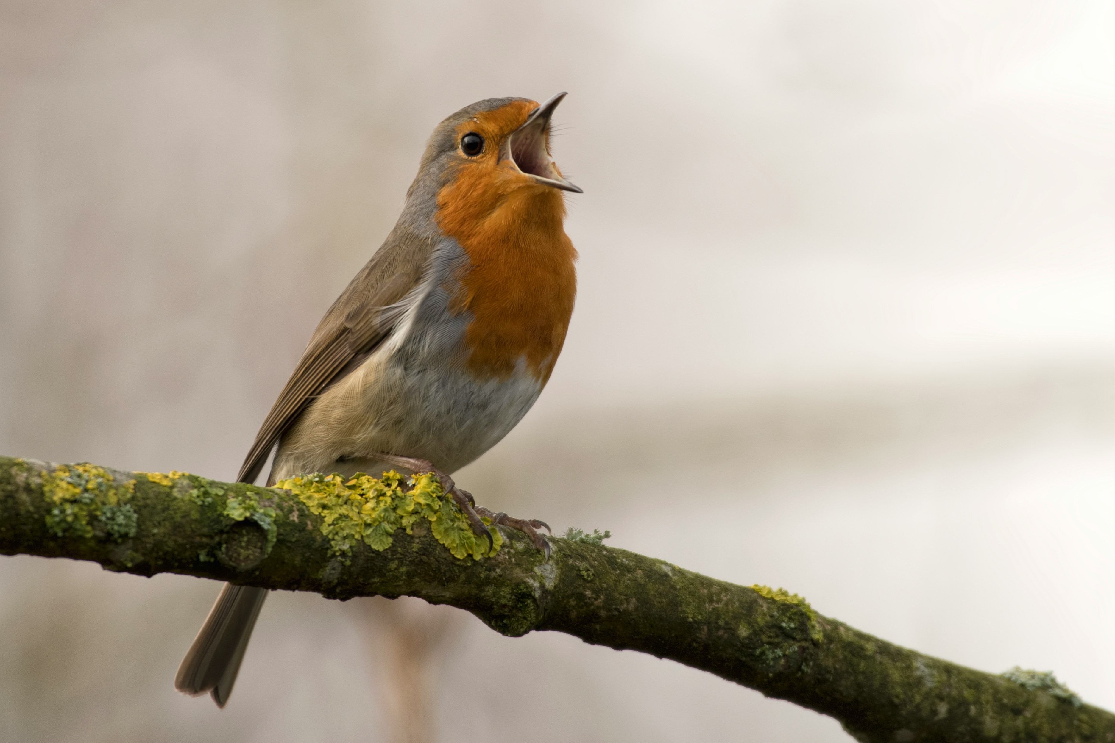 Letting Your Fledgling Go