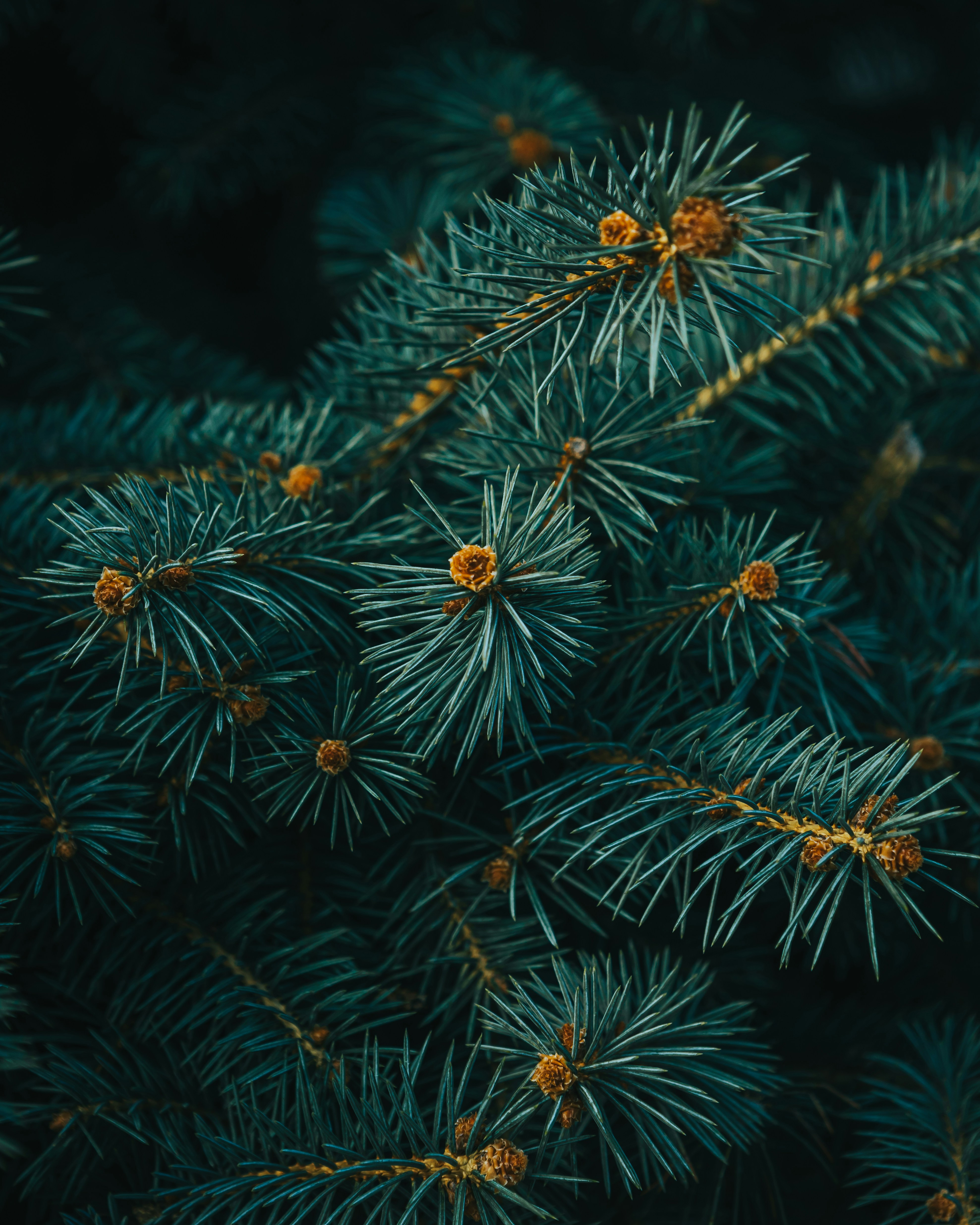 CHRISTMAS IS BARKING UP THE WRONG TREE